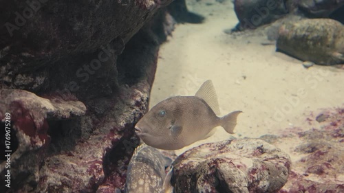Triggerfish Swimming Near Rocks and Sand on Ocean Floor