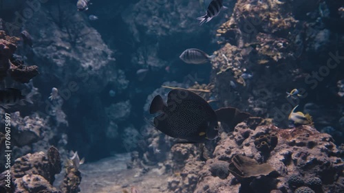 Black Tropical Fish Swimming Near Colorful Coral Reef