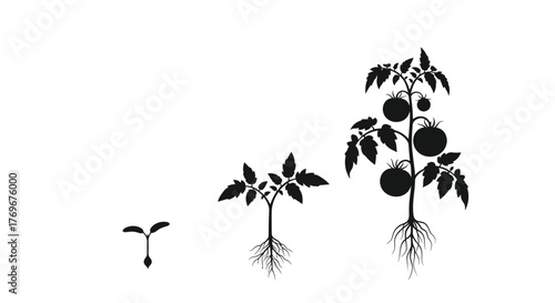 Tomato plant life cycle illustration depicting growth stages from seedling to mature plant with fruit.