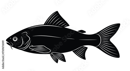 A detailed black and white illustration of a fish, depicting its fins, body, and facial features.