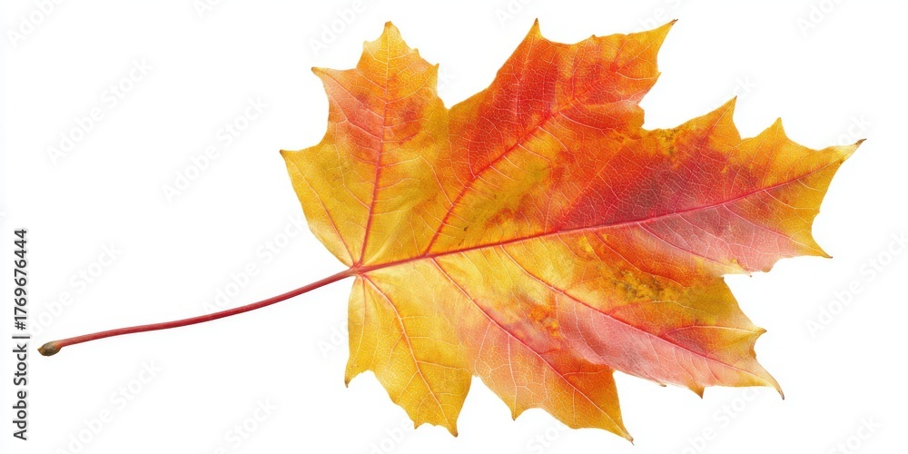 Fototapeta premium Detailed fall foliage macro showcasing nature’s warm seasonal beauty.