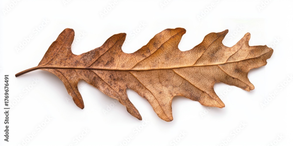 Naklejka premium Dried oak leaf with curled edges and natural brown texture isolated on white.