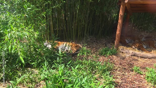 Tranquil Tigers Resting in Bamboo Shade at Wildlife Sanctuary
