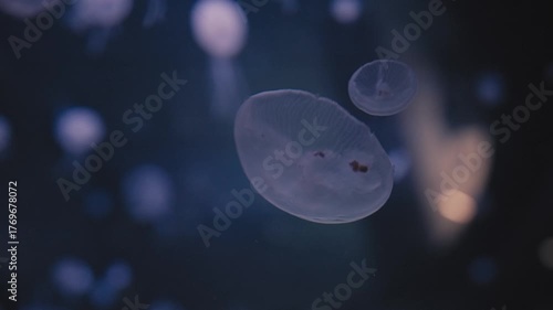 Close-Up of Translucent Jellyfish Drifting in Dark Blue Water
