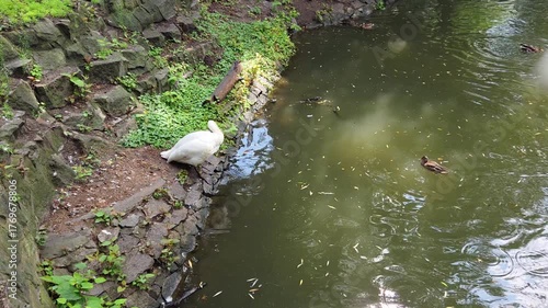 Tranquil Pond Scene with Feeding Swan and Ducks in Lush Greenery