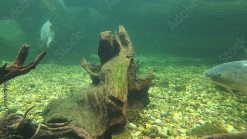 Underwater View of Fish and Stump in Natural Aquarium Setting for Aquatic Design and Education Use