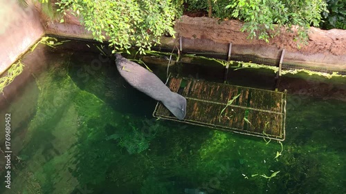 Majestic Manatee Swimming in Lush Habitat for Nature and Wildlife Enthusiasts
