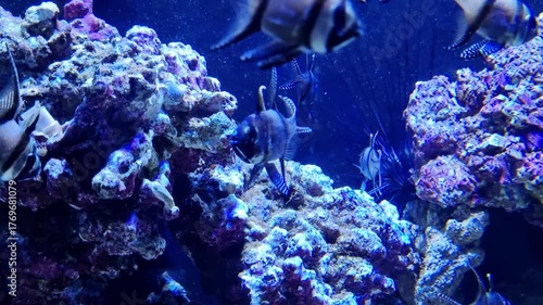 Vibrant Marine Life in an Aquarium Reef Setting for Nature Enthusiasts and Marine Decor