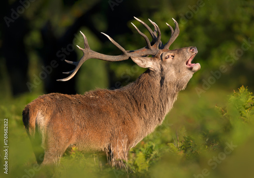 Canvastavla Red deer stag roaring during rutting season in morning light