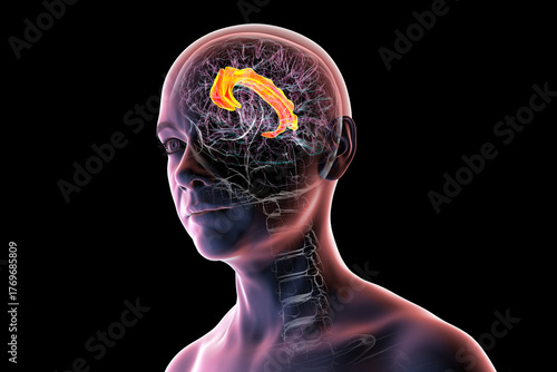 Human brain highlighting the cingulate gyrus, 3D illustration