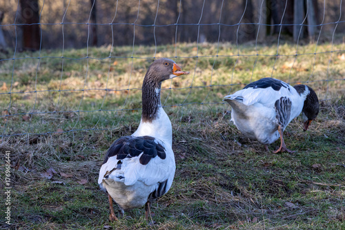 Close-up of a goose, sign H5N1 concept for poultry, danger of bird flu and disease in poultry.
