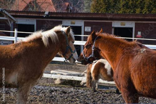 Fototapeta Naklejka Na Ścianę i Meble -  Horse Beskidy