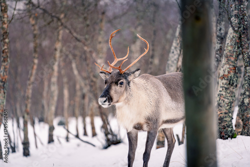 Beautiful reindeer in the Arctic polar park