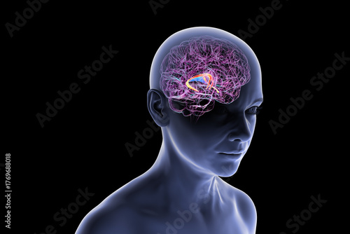 Brain fornix, 3D illustration