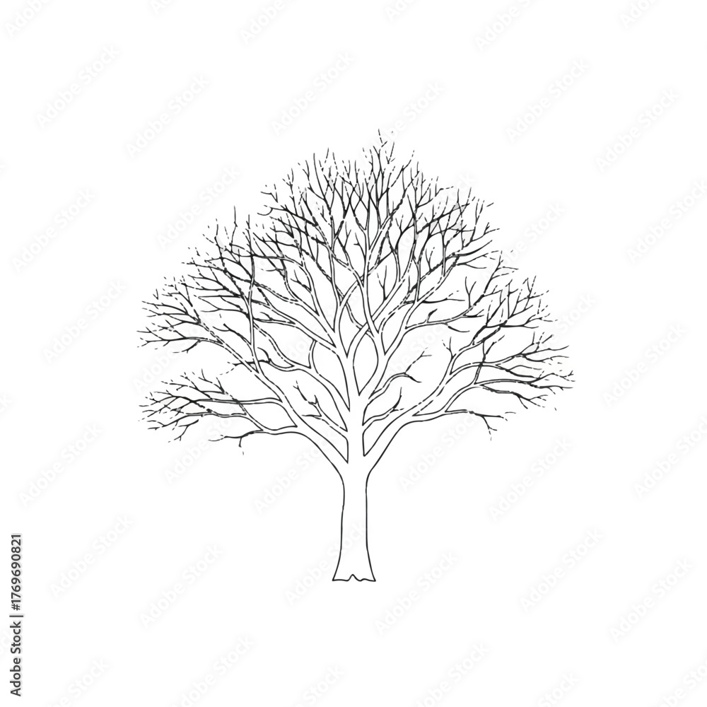 Naklejka premium A bare deciduous tree illustration with intricate branches against a white background, symbolizing winter or dormancy