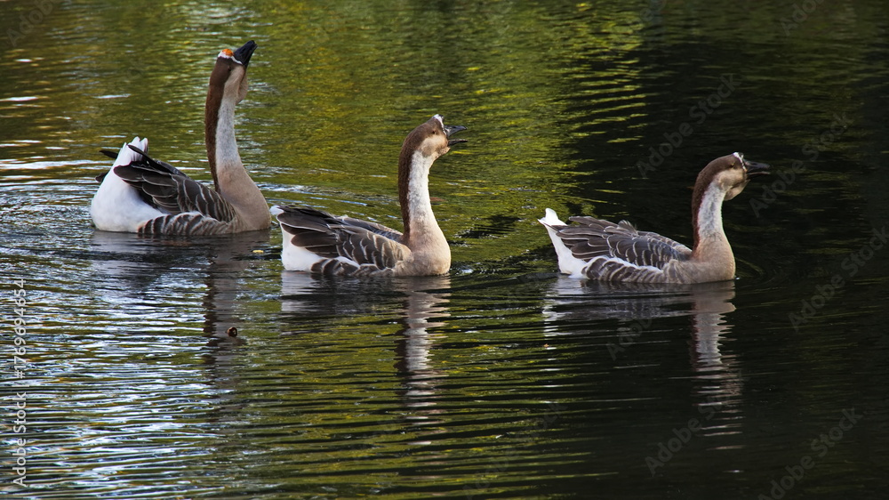 Fototapeta premium Swan geese in public park in Pottendorf,Lower Austria,Austria,Europe 