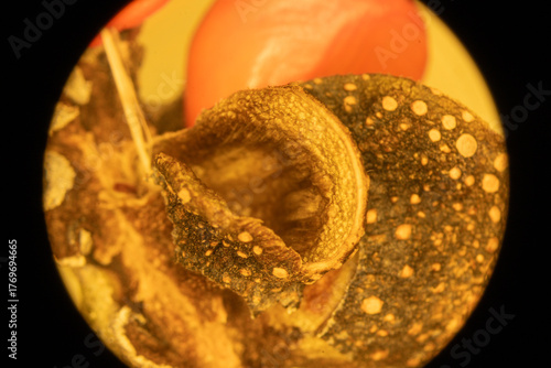 Magnolia Fruit up Close - Microscope