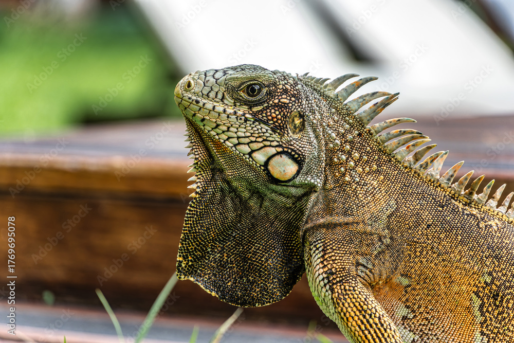 Obraz premium The Green Iguana, Iguana iguana, is a large species of lizard native to Central and South America.