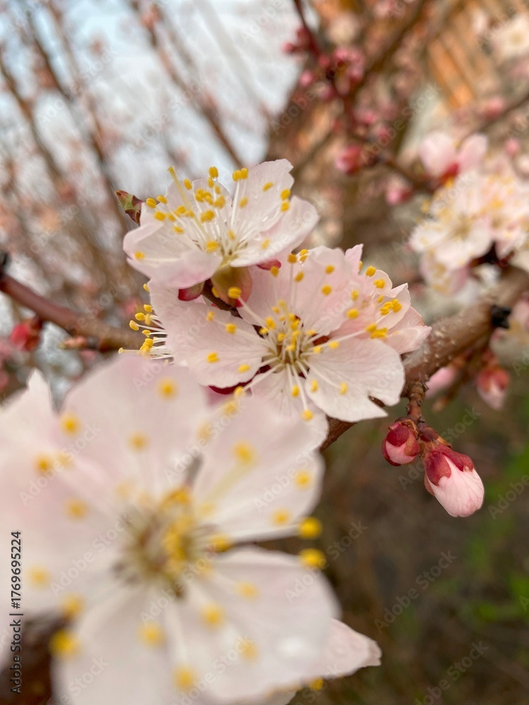 Obraz premium Close-up photo of a cherry blossom branch in full bloom, highlighting delicate pink flowers and fresh spring growth.