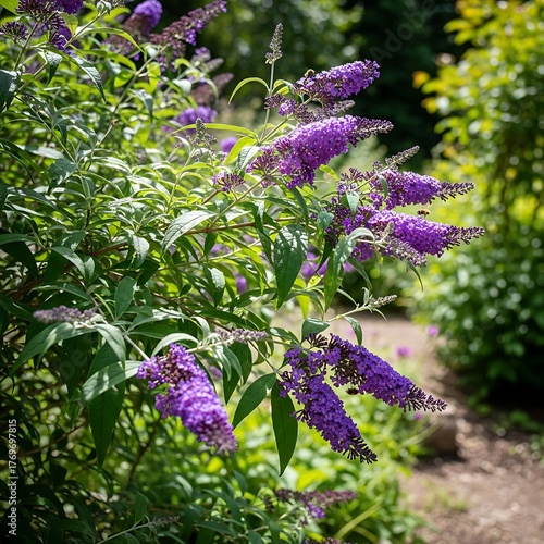 Vibrant purple butterfly bush flowers blooming in a sunny garden with lush green foliage and a blurred path