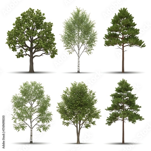 Collection of six diverse realistic green trees with realistic shadows on a white background