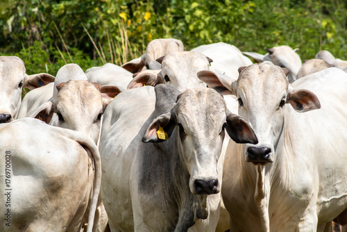 Herd of Nelore cattle grazing in a pasture on the brazilian ranch