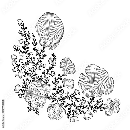 Elegant botanical corner border design with detailed black and white line art of lichen and flora