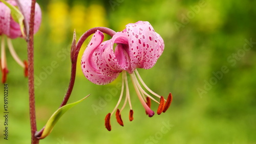 Foto close-up of beautiful Turk’s cap lily or martagon lily
