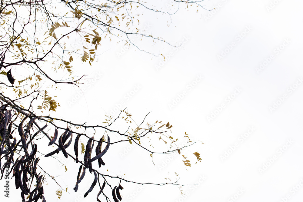 Obraz premium Tree branches with golden autumn leaves and dark pod fruits against a bright white background, creating natural copy space in park pratelstvi Prosek, Prague 9