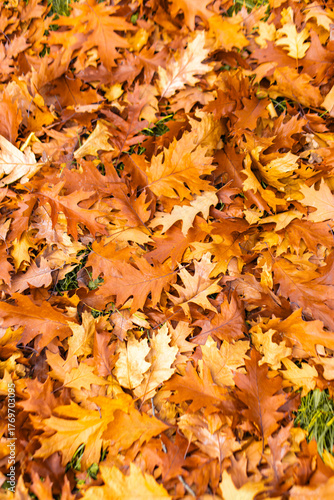 Autumn oak leaves forming a vibrant orange brown carpet on the ground, rich texture and seasonal foliage pattern in nature in park pratelstvi  Prosek, Prague 9