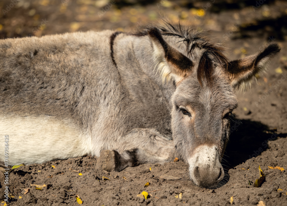 Fototapeta premium Relaxing gray donkey on ground in farm