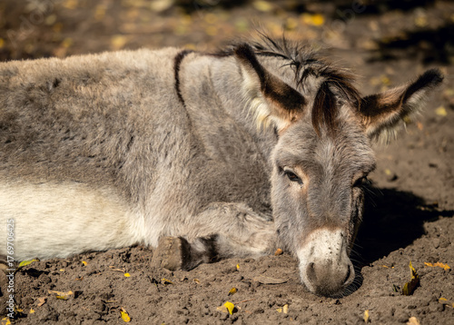 Relaxing gray donkey on ground in farm