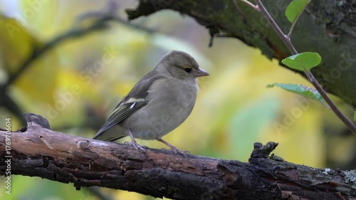 Eurasian Chaffinch on tree, watching, female (Fringilla coelebs) - (4K)