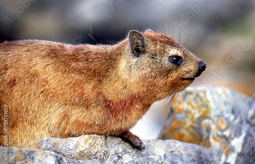 rock hyrax or cape hyrax resting on rocks