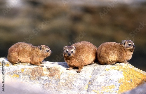 rock hyrax or cape hyrax resting on rocks

