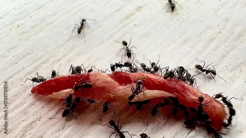 A close-up photograph of black ants gathering around scraps of meat to eat shows the teamwork and details of nature in bright focus.