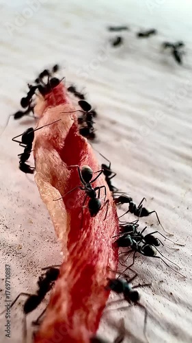 A close-up photograph of black ants gathering around scraps of meat to eat shows the teamwork and details of nature in bright focus.