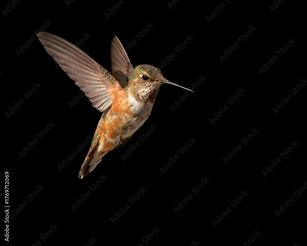 Fototapeta premium A Broad-tailed Hummingbird flying against a dark background.