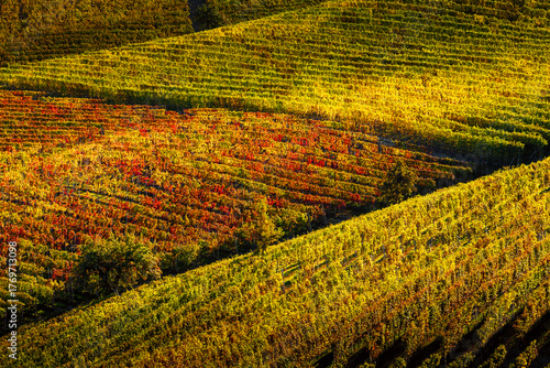 Tableau sur toile Rolling hills with vibrant autumnal vineyards in the Langhe region, Piedmont, Italy
