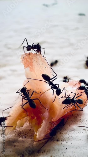 A close-up photograph of black ants gathering around scraps of meat to eat shows the teamwork and details of nature in bright focus.