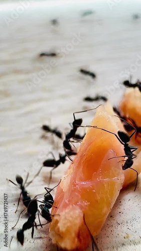  A close-up photograph of black ants gathering around scraps of meat to eat shows the teamwork and details of nature in bright focus.