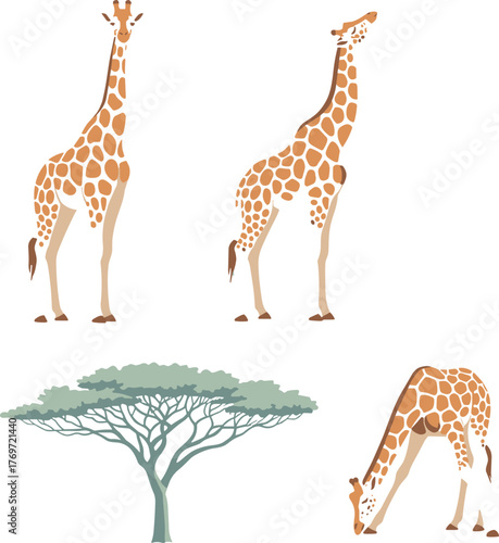 Flat Design African Giraffe and Acacia Tree Vector Set