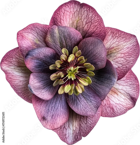 Hellebore flower detail vibrant petals and stamen close-up macro view