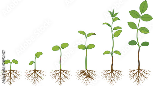Sequential growth stages of a plant from sprout to a young sapling, illustrating nature's development, organic process, and ecology, isolated vector graphic on white background.