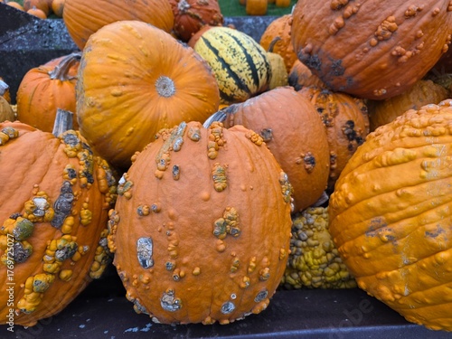 Fotografie Worty pumpkins, always a fun addition