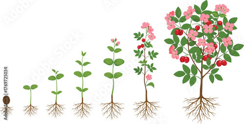 Complete life cycle stages of a plant from seed to a fully grown flowering bush with fruits, illustrating growth, nature, development, and organic process, isolated on white.