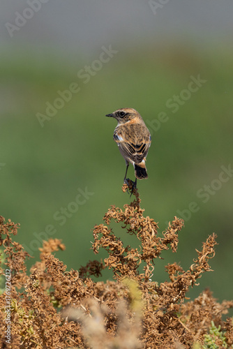 Beautiful Stone chat bird in a nice green background