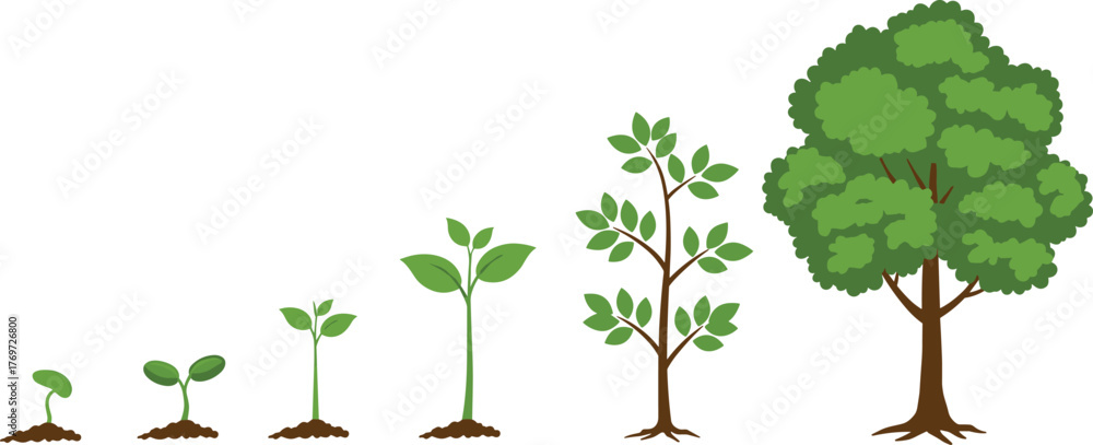 Fototapeta premium Complete Tree Growth Stages Vector Illustration, Detailed Plant Life Cycle Development from Small Sprout to Large Mature Tree, Perfect for Ecology and Educational Graphics
