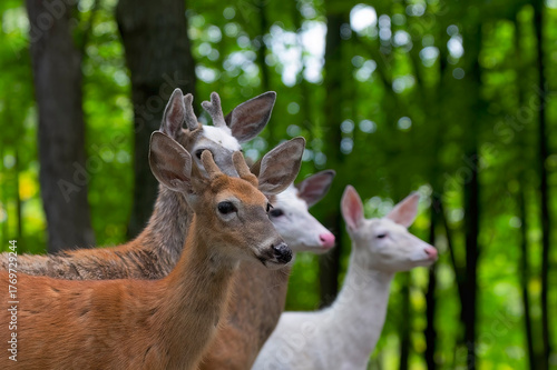 White and piebald deer, is also known as leucism.  