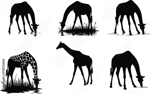 Giraffe silhouettes collection, wild giraffes drinking water and grazing grass, African wildlife vector illustration, nature animal design, savanna art set isolated
